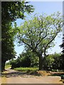 Ash tree, Drayford Road