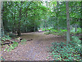 TL6401 : Path in Mill Green Common, Writtle Forest by Roger Jones