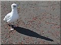 SH7882 : Seagull in Llandudno by Dave Pickersgill
