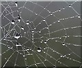 NT5934 : Dew on a spiderâs web at Bemersyde by Walter Baxter
