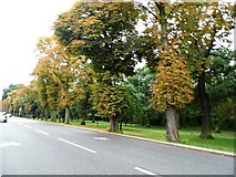 TQ2972 : Tooting Bec Common on Garrad's Road by David Howard