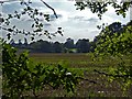 Beechwood farm and fields from Drayton Wood