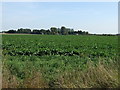 Crop field off Coningsby Road