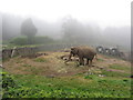 Elephant at Belfast Zoo