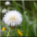 SP2097 : Seed head of common sow thistle by David P Howard