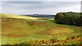 NT4421 : Rough grazing above Essenside Loch by Richard Webb