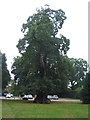 Sweet chestnut, Allesley Park