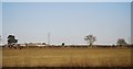 Farmland, Cotes Hall Farm