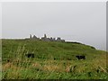 C9041 : Cattle in a field adjoining Dunluce Castle by Eric Jones
