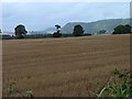 Field of stubble