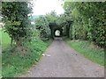 A tunnel of trees