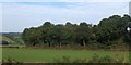 Woodland near Springfield House, Kilmington