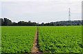 Public footpath across a field, near Spennells, Kidderminster