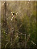 TQ1972 : Female wasp spider (Argiope bruennichi) by Stefan Czapski