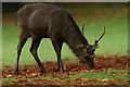 SZ0287 : The shy Sika Deer by Peter Trimming