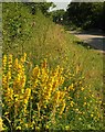 Yellow Loosestrife, West Burrow Moor