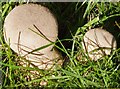 NY6986 : Mushrooms near Tower Knowe by Barbara Carr