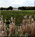 Gors-fawr viewed from a path from Grovesend to Gorseinon