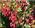 NT0971 : Hawthorn Berries by Anne Burgess