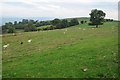 Farmland above Alltwnnog