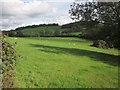 Sheep pasture by the Am Brook