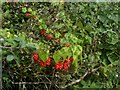 Erfinen Fair / Black Bryony / Tamus communis