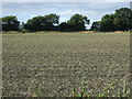 Farmland, Highbridge