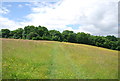 Grassy footpath