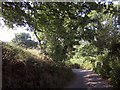 Lane to Witheridge Mill