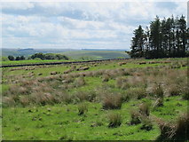 NY9398 : Moorland northwest of High Shaw by Mike Quinn