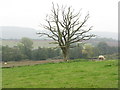 SO5519 : Dead tree at New Court Farm by M J Richardson