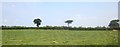 SS7817 : Grass field, Blagrove Hill by Derek Harper