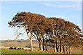 Trees at Guiltreehill