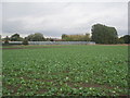 Glasshouses at Scalby