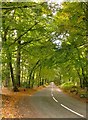 Road through beech woodland