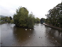 SK2168 : Two swans in the Wye at Bakewell by Jaggery