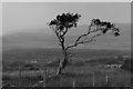 Wind blown tree in a barren landscape