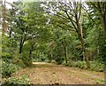 Ride through High Ridge Wood