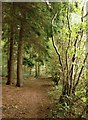 Path at the margin of High Ridge Wood