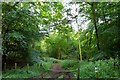 Bridleway through Dell