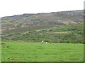 Pastures south of The Raw Farm