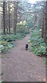 Track through pine trees