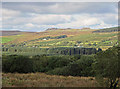 Forestry at Blaen-cleddau, Mynachlog-ddu