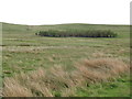 NY8997 : Moorland and plantation around Stitchel Sike by Mike Quinn