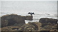 SZ5375 : Woody bay  cormorant by J W Parker