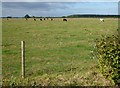 TL1680 : Cattle near Hill Top Farm, Coppingford by Richard Humphrey