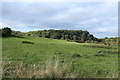 Farmland & Woodland near Old Bank