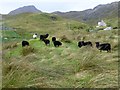 Sheep At Reinigeadal