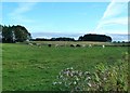 Cattle Near Carnwath