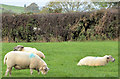 J0440 : Sheep, Lisraw near Poyntzpass by Albert Bridge